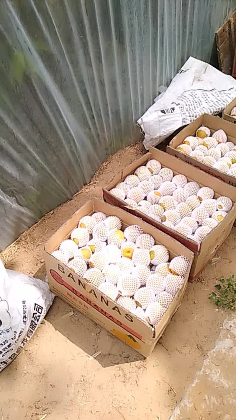 金太阳杏