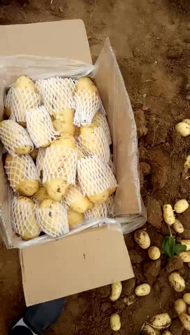 荷兰十五土豆3两以上精品