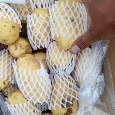 荷兰十五土豆3两以上精品
