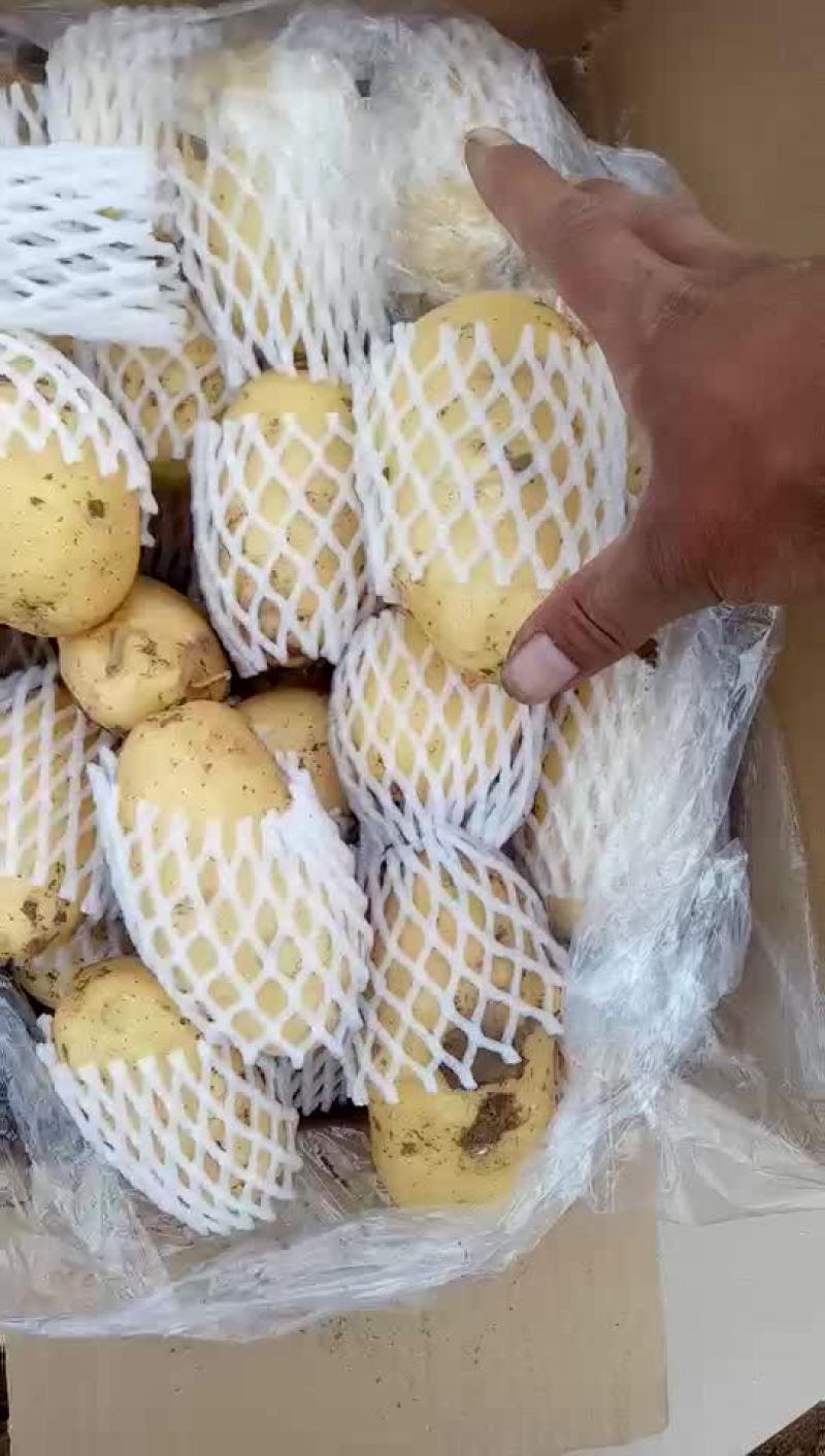 荷兰十五土豆3两以上精品