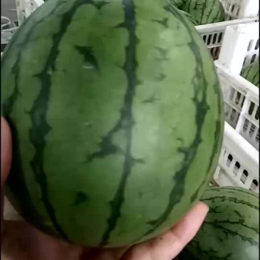 西瓜