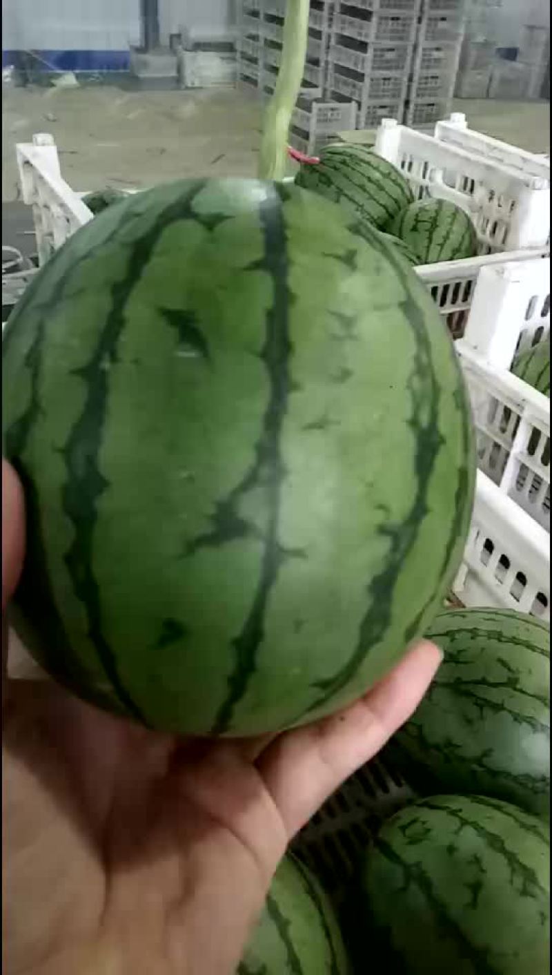 西瓜
