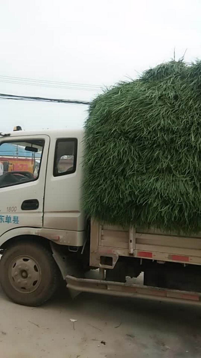 蒜薹