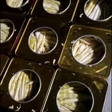 高山纯野生小竹笋罐头