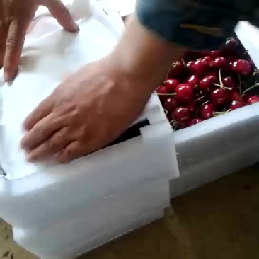 美早