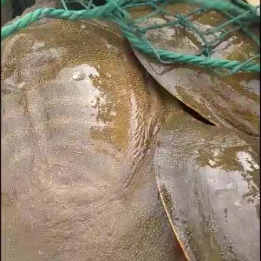 鳖，生小鱼小虾长大，无公害，放心食用