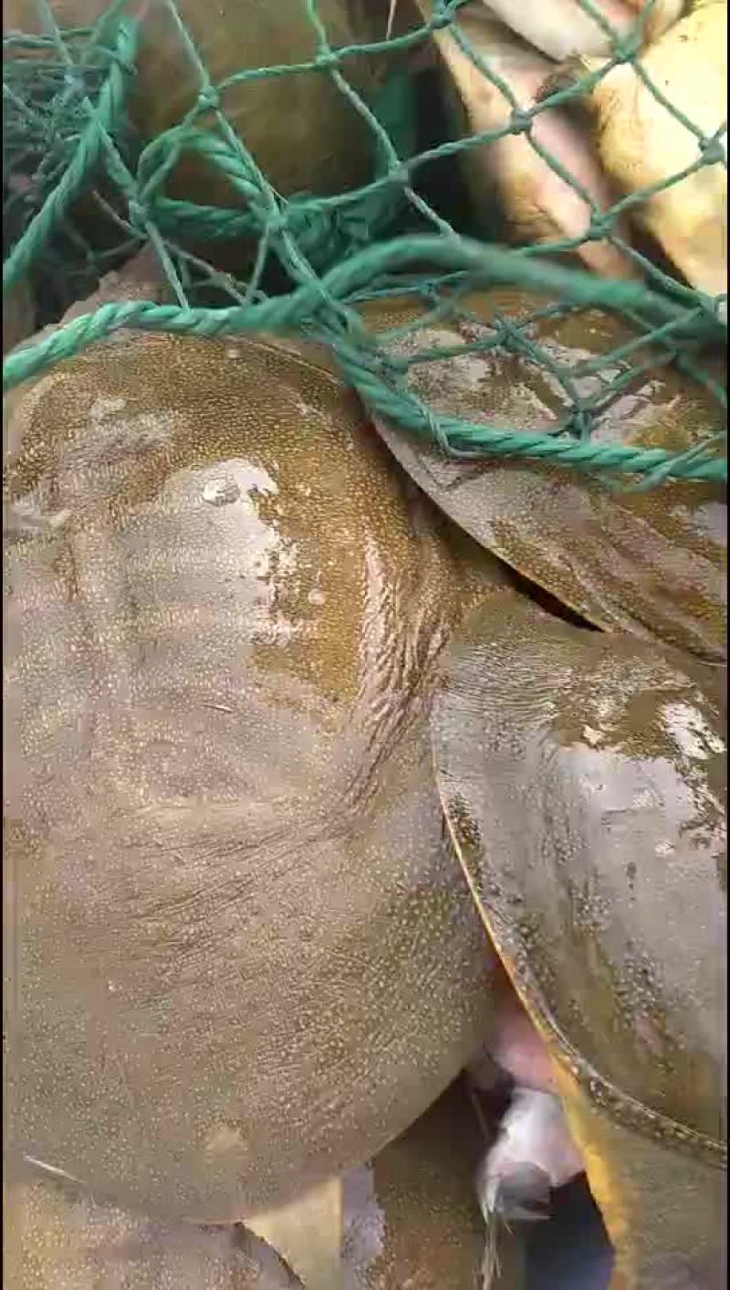 鳖，生小鱼小虾长大，无公害，放心食用