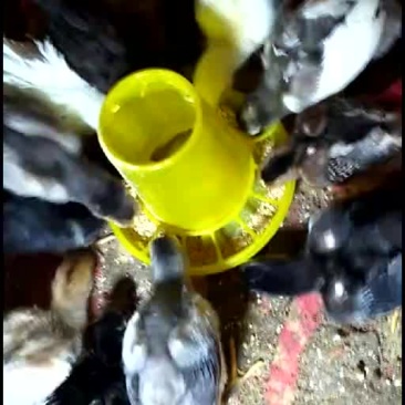斗鸡苗