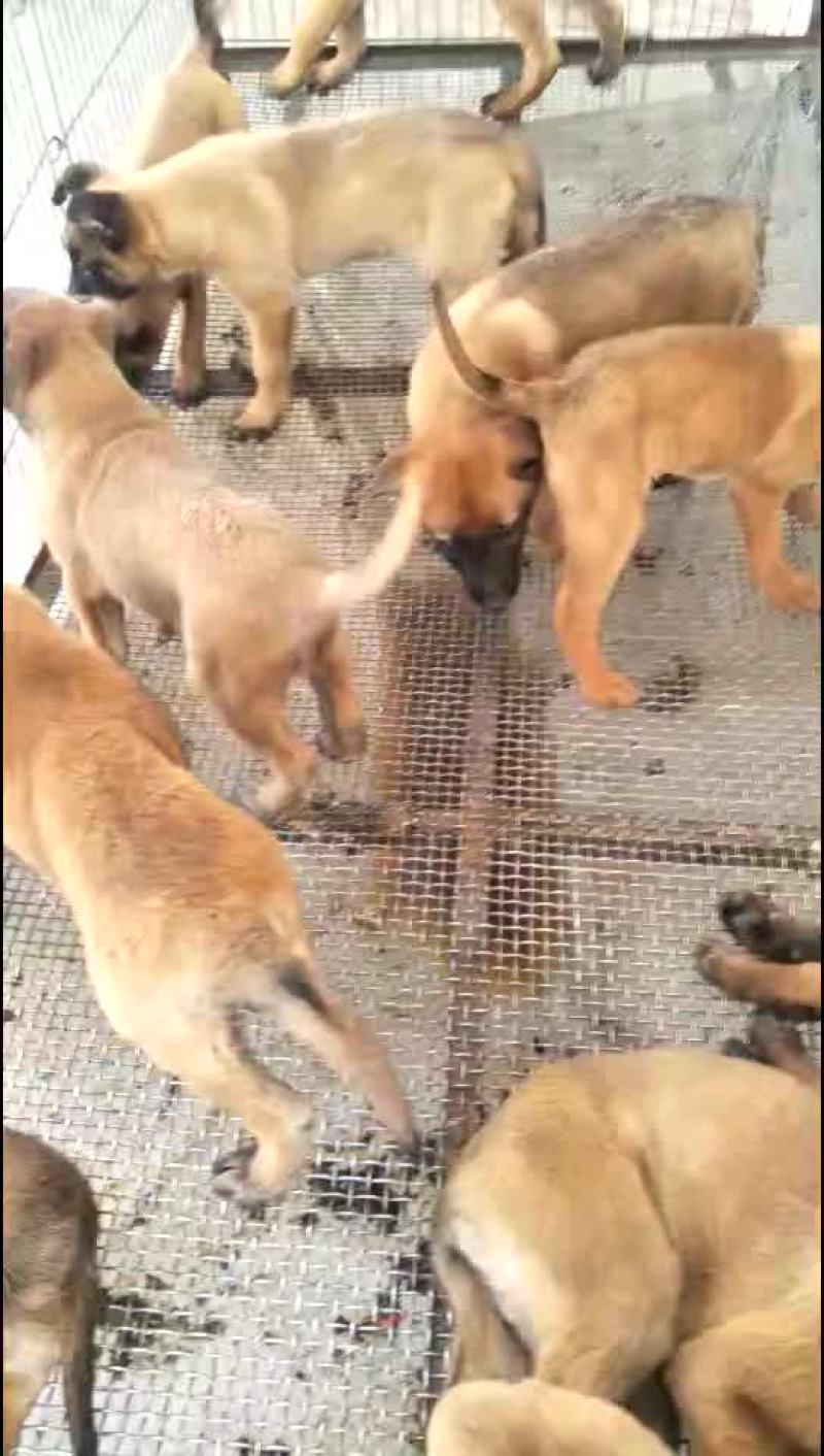 马犬