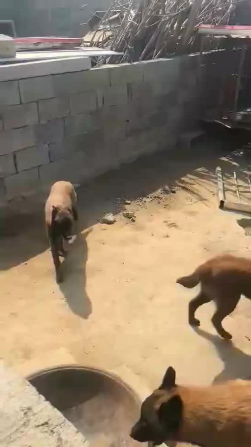 马犬