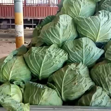 甘蓝类