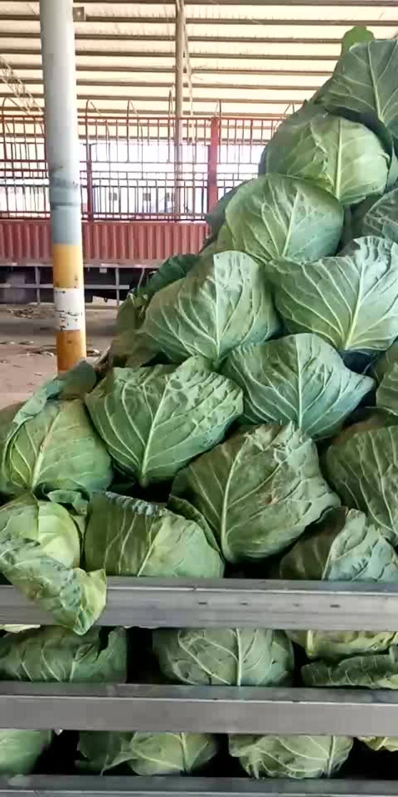 甘蓝类