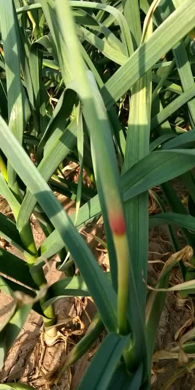 杂交蒜苔