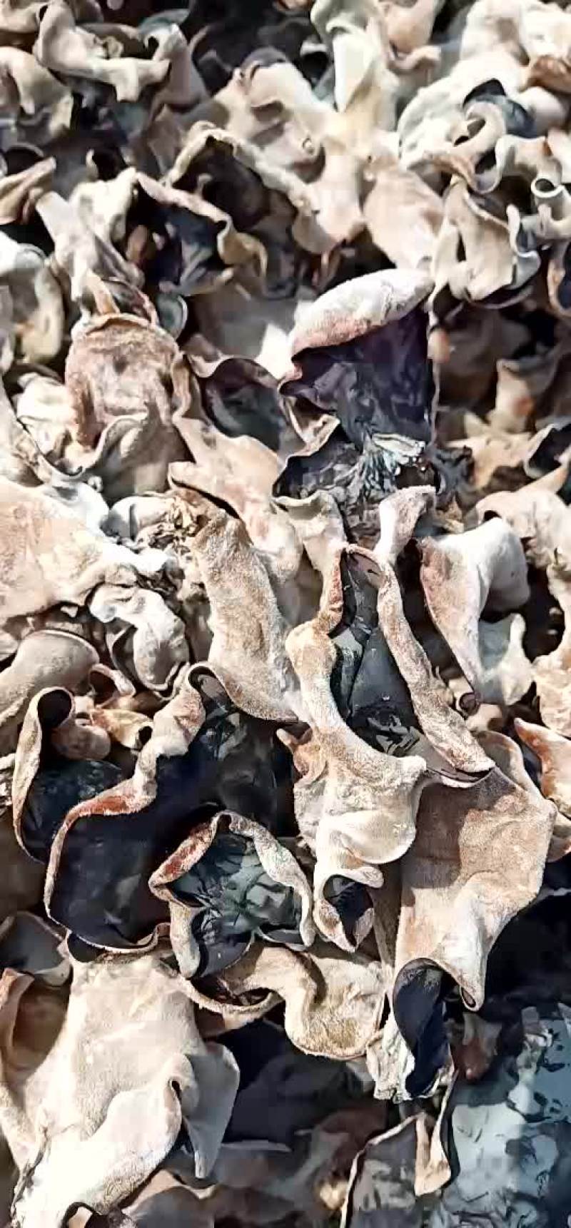 丰县毛木耳大量上市