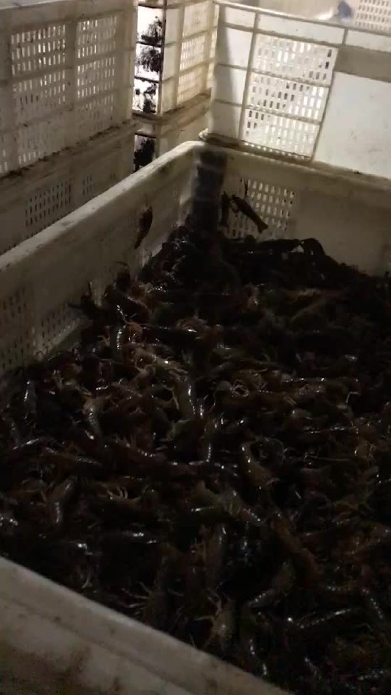 优质龙虾苗大量供应