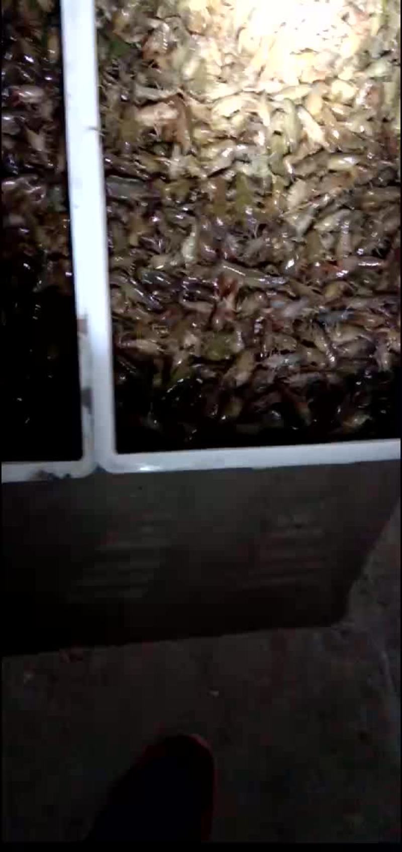 优质龙虾苗大量供应