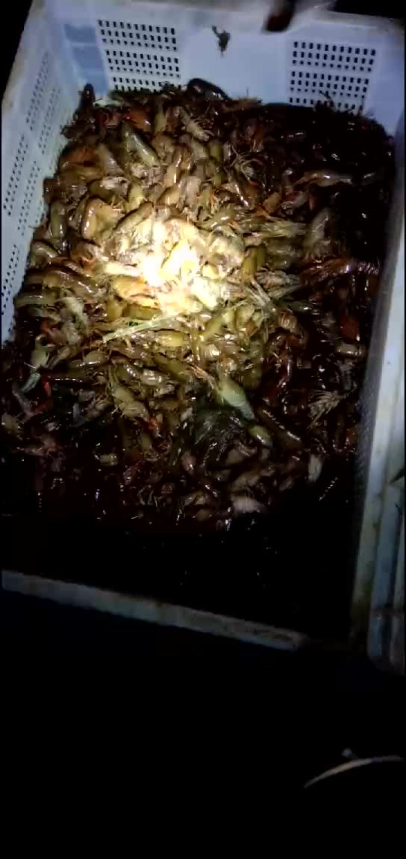 优质龙虾苗大量供应