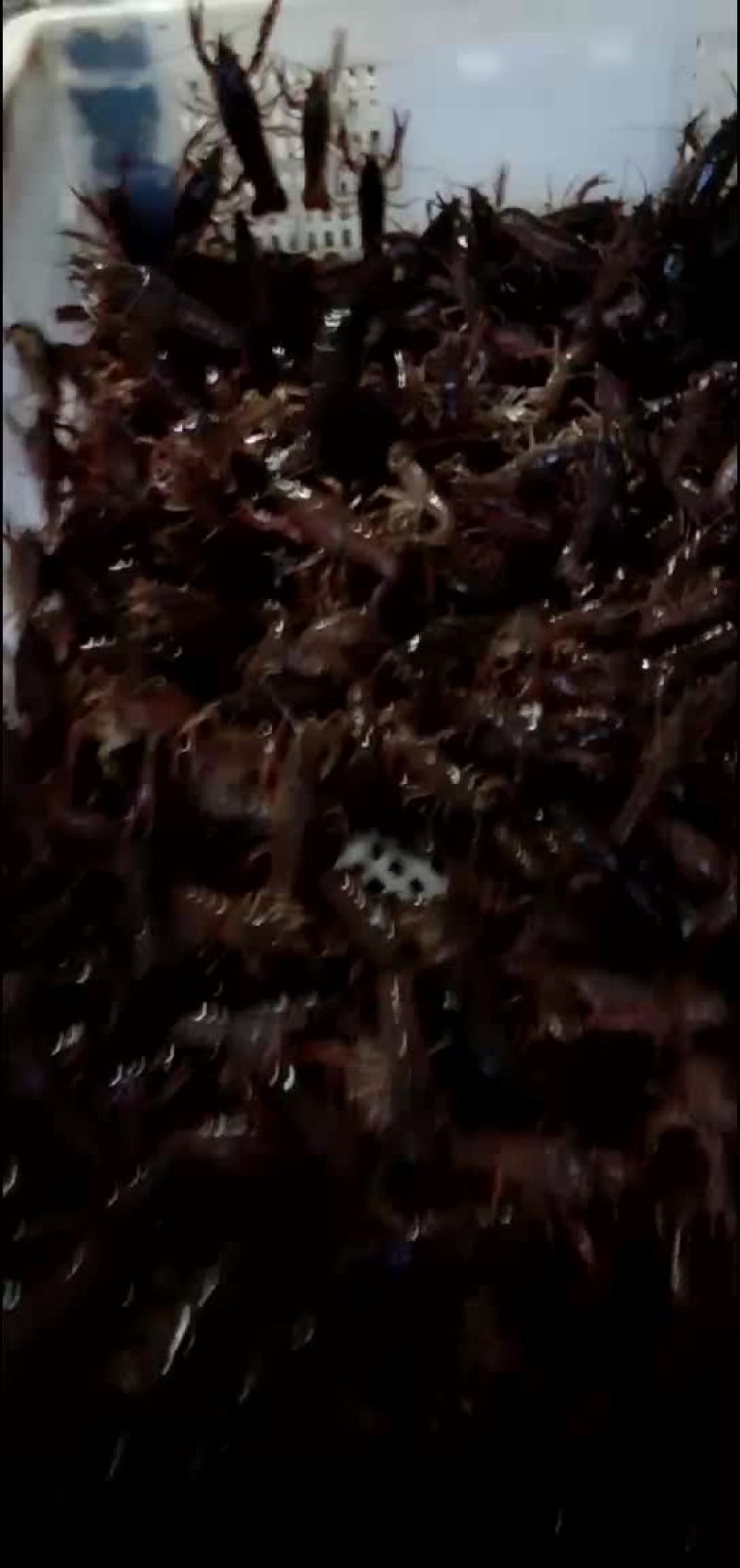 优质龙虾苗大量供应