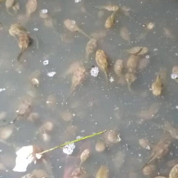 蝌蚪