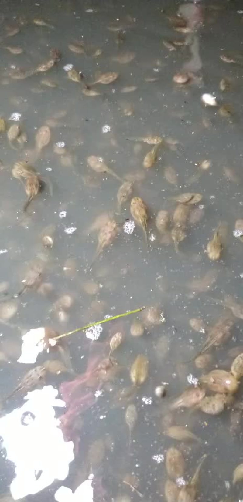 蝌蚪