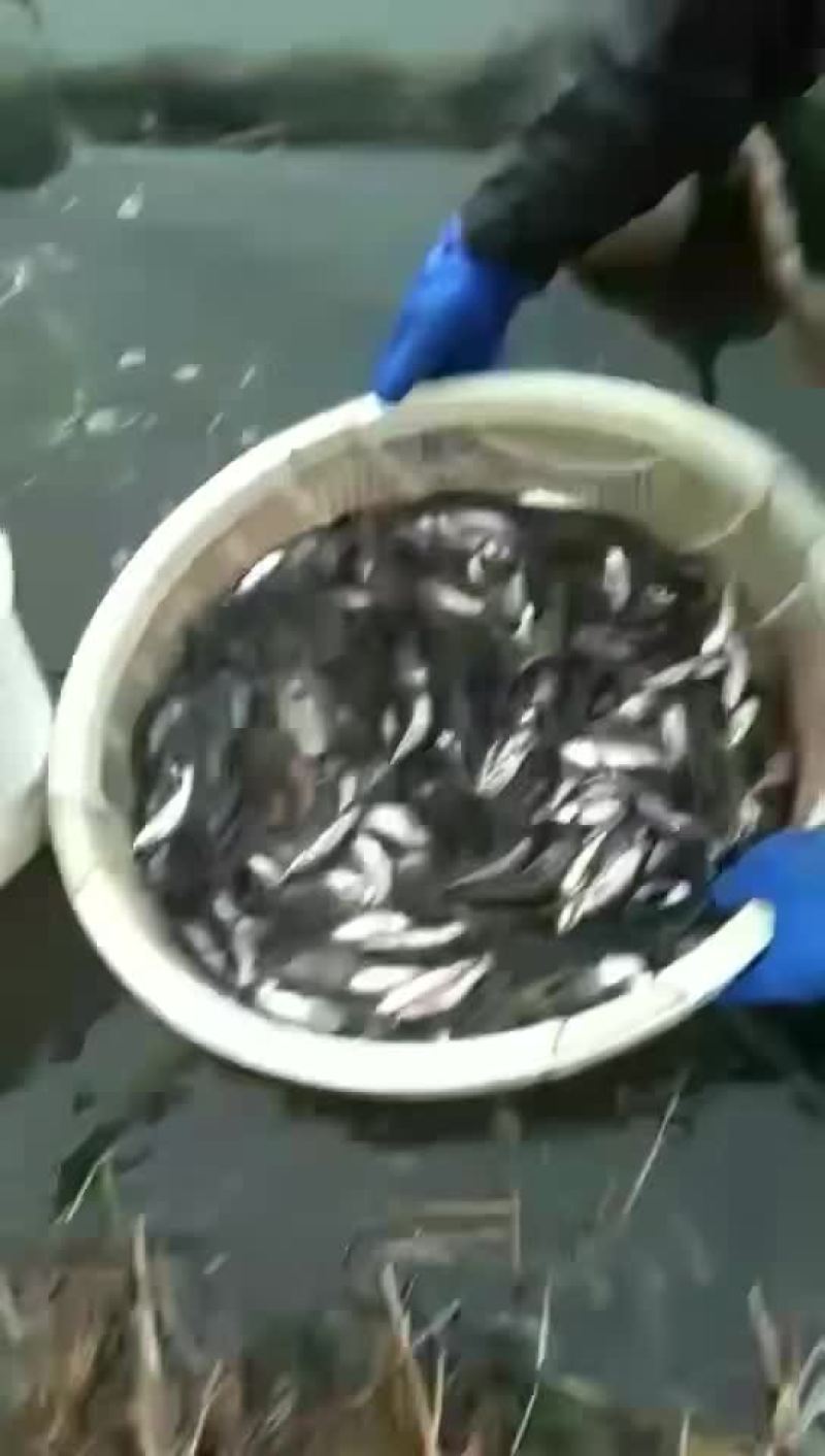 花鲢鱼苗【恒泰鱼苗养殖场】
