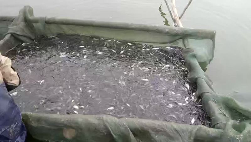 花鲢鱼苗【恒泰鱼苗养殖场】