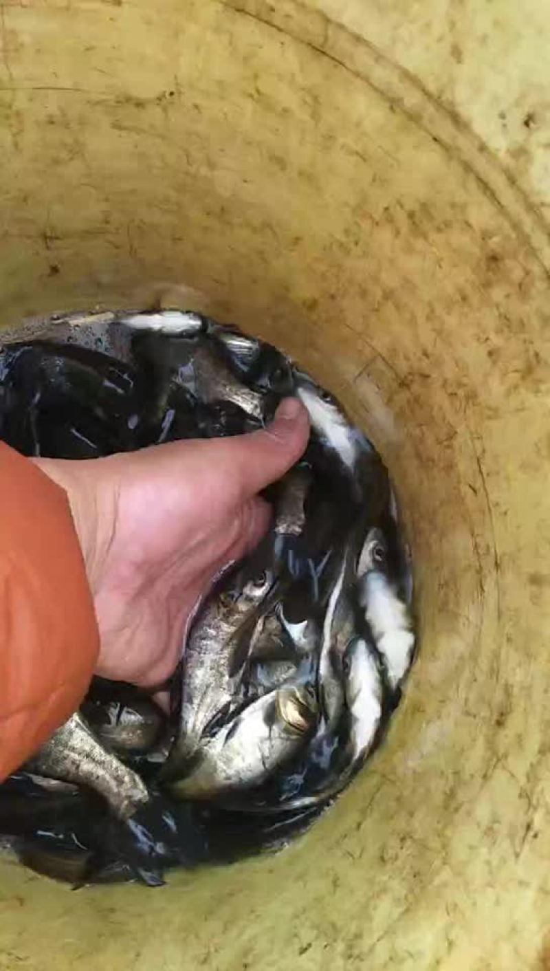 花鲢鱼苗【恒泰鱼苗养殖场】