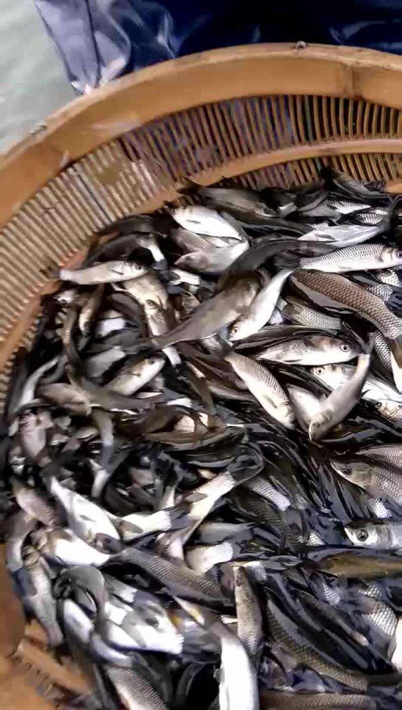 花鲢鱼苗【恒泰鱼苗养殖场】