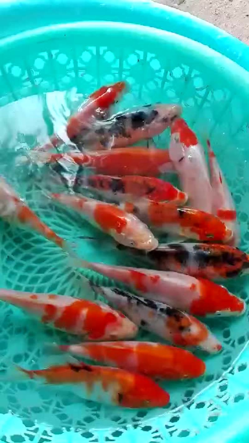 花鲢鱼苗【恒泰鱼苗养殖场】