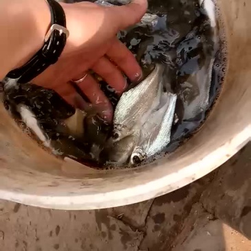 花鲢鱼苗【恒泰鱼苗养殖场】