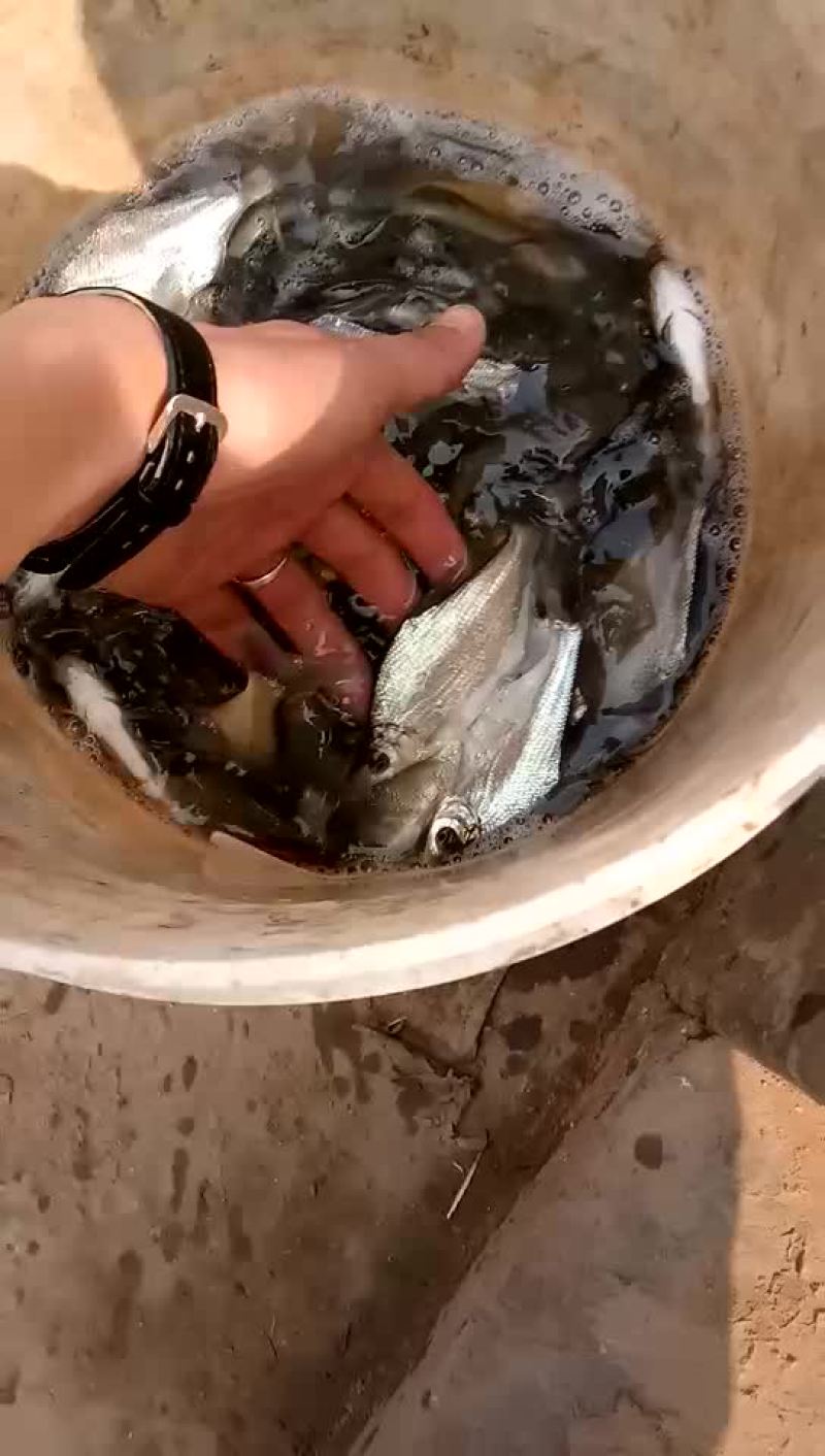 花鲢鱼苗【恒泰鱼苗养殖场】