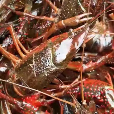 龙虾