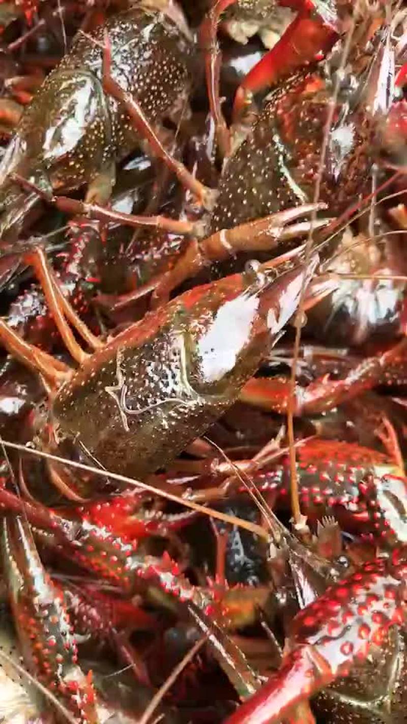 龙虾