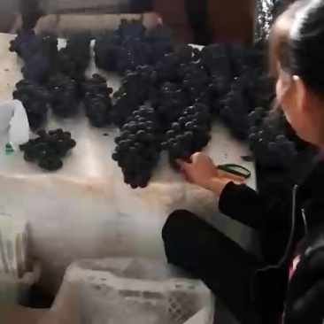 黑提