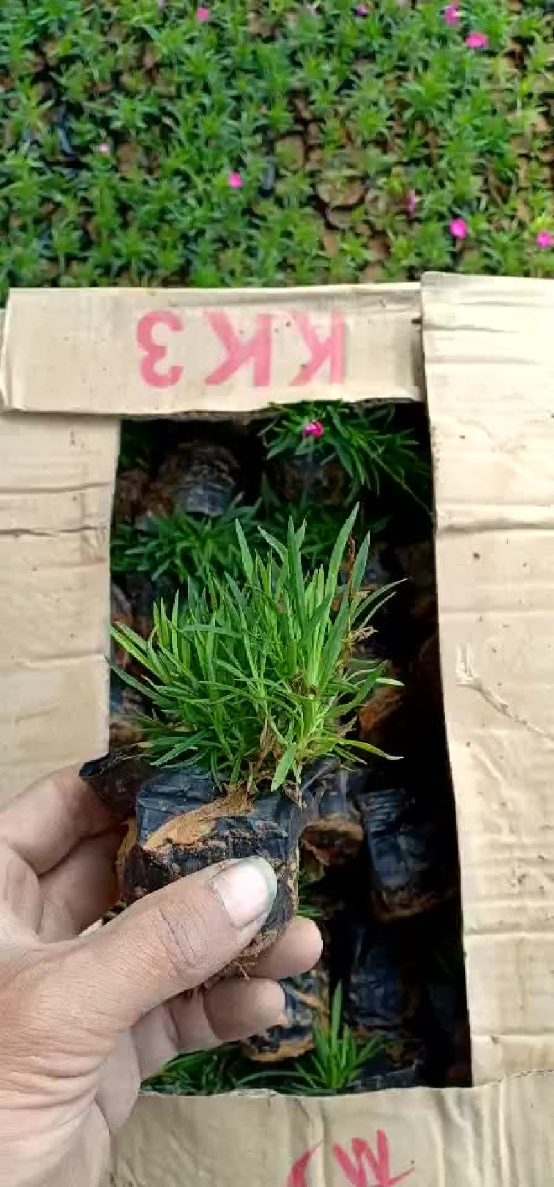 欧石竹
