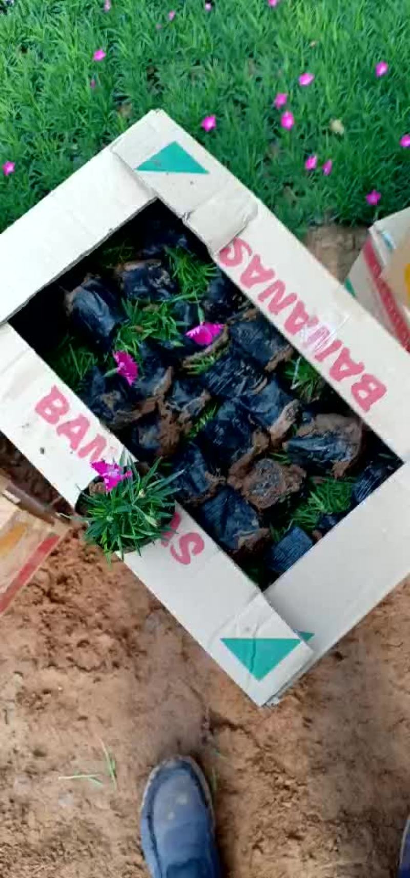 欧石竹