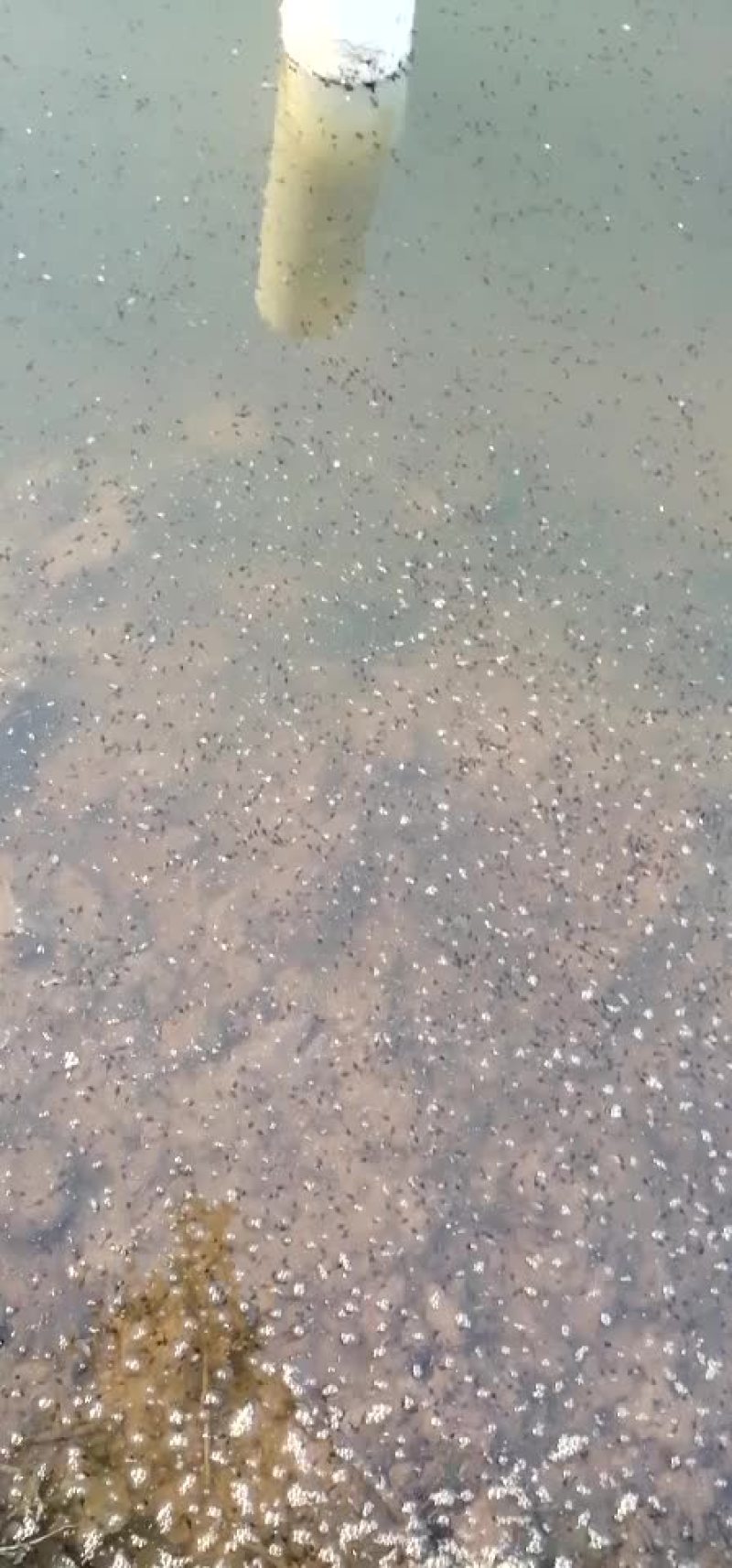 青蛙苗