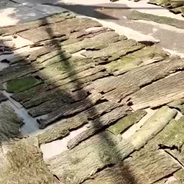 杜仲皮