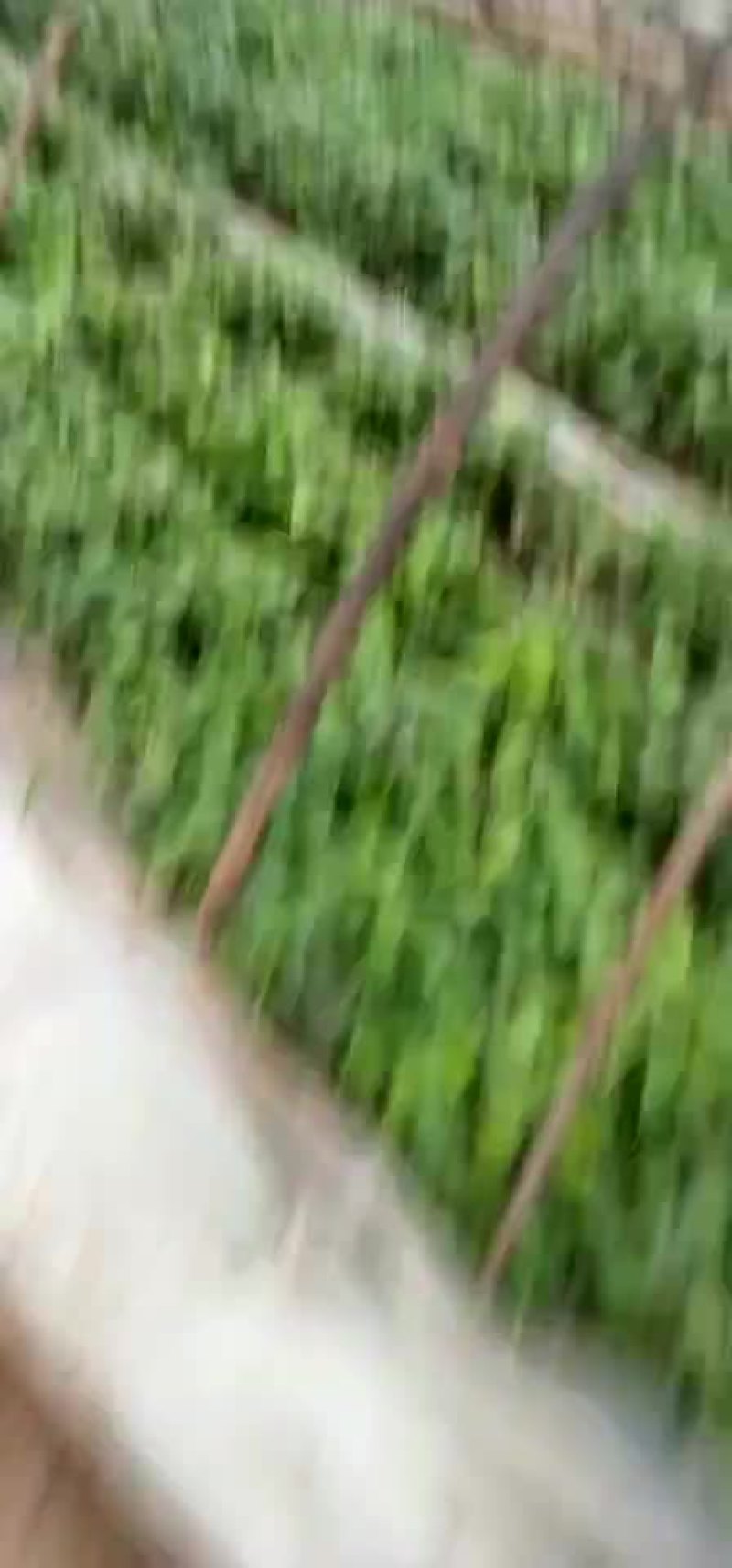 河南省禹州市。金土地红薯苗脱毒基地。红薯苗。优质货源一手
