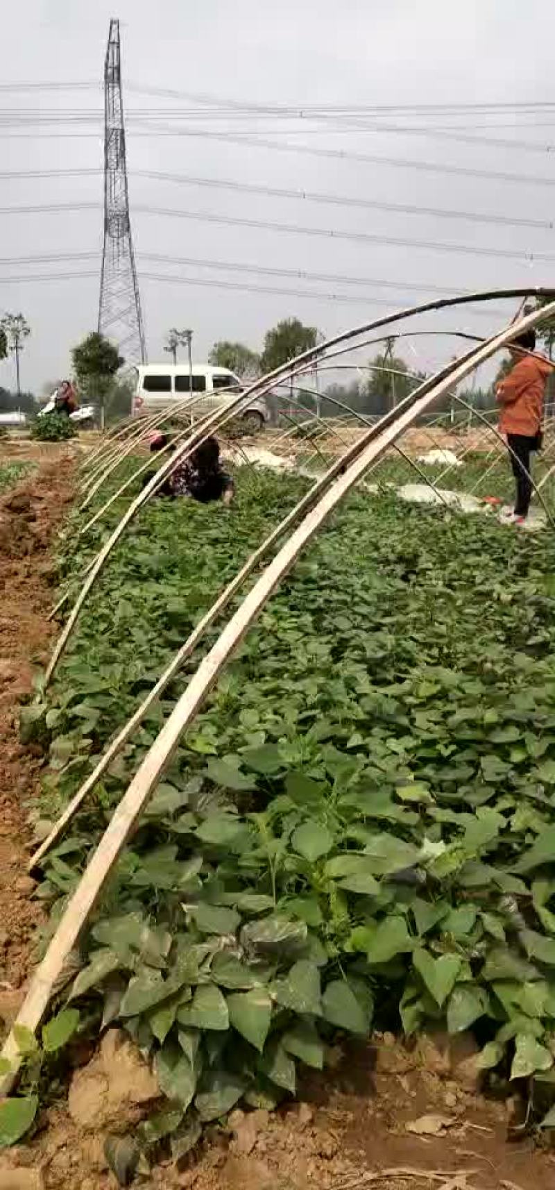 河南省禹州市。金土地红薯苗脱毒基地。红薯苗。优质货源一手