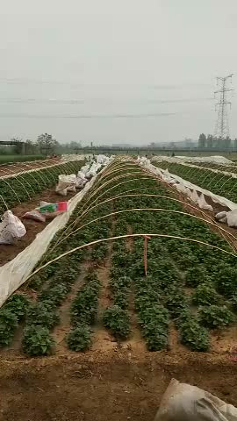 河南省禹州市。金土地红薯苗脱毒基地。红薯苗。优质货源一手