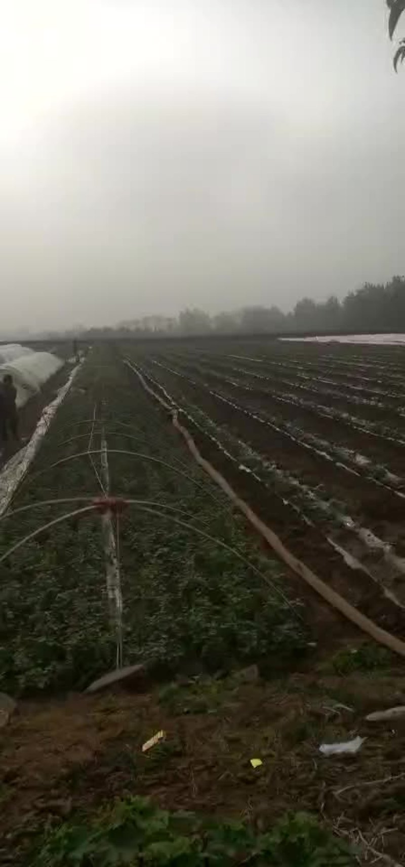 河南省禹州市。金土地红薯苗脱毒基地。红薯苗。优质货源一手