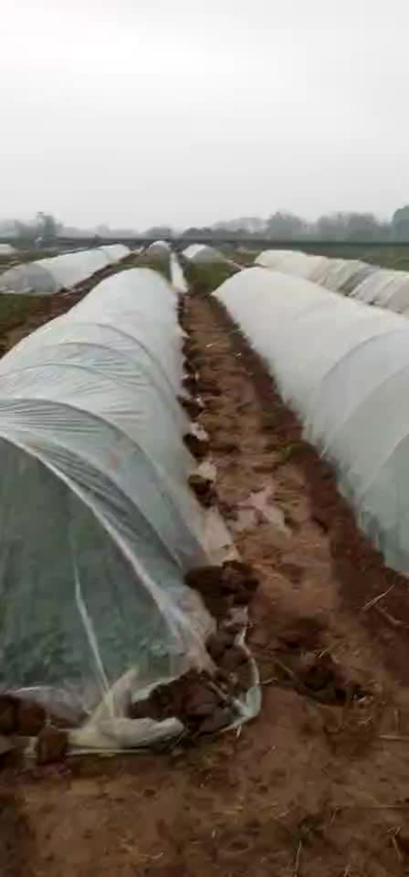 河南省禹州市。金土地红薯苗脱毒基地。红薯苗。优质货源一手