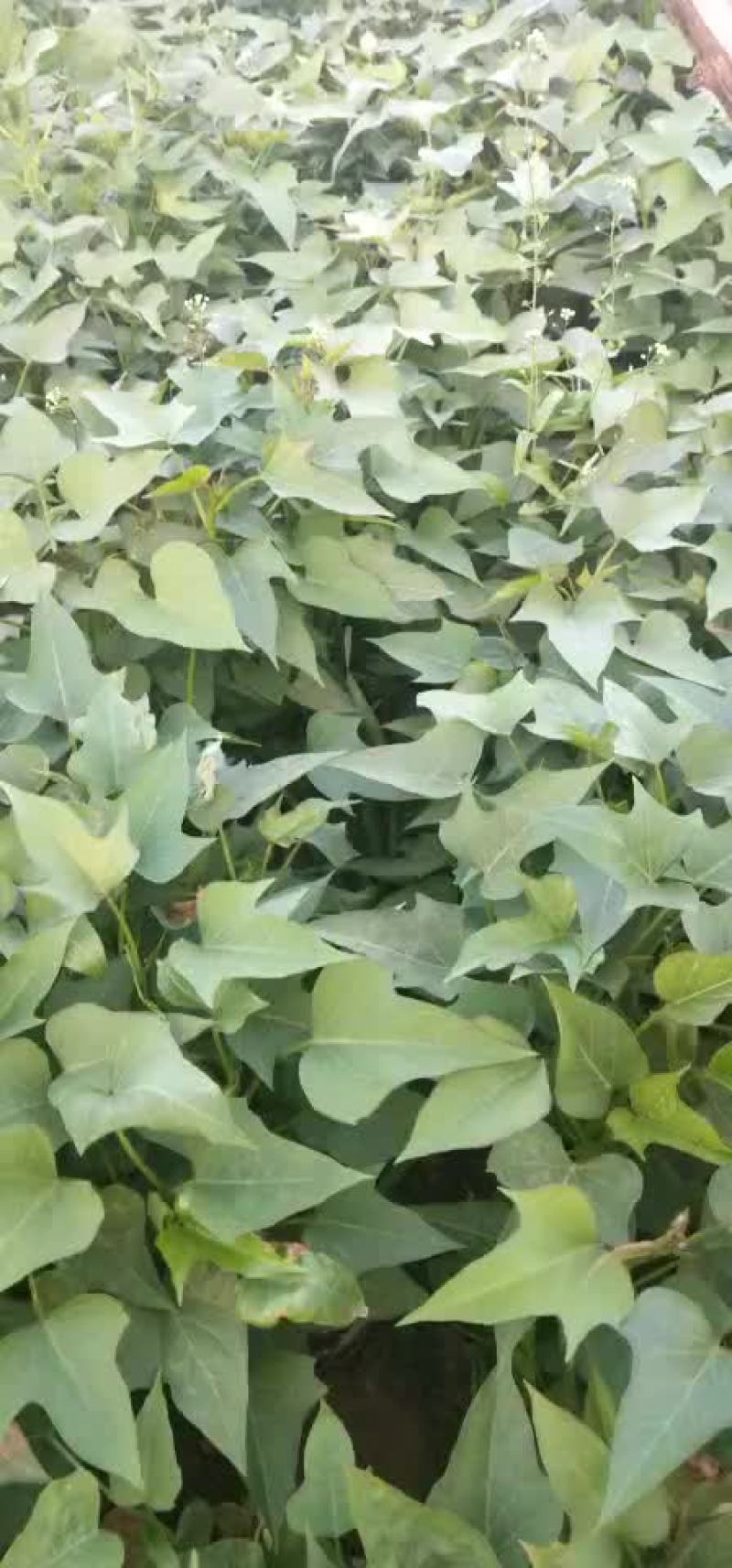 河南省禹州市。金土地红薯苗脱毒基地。红薯苗。优质货源一手