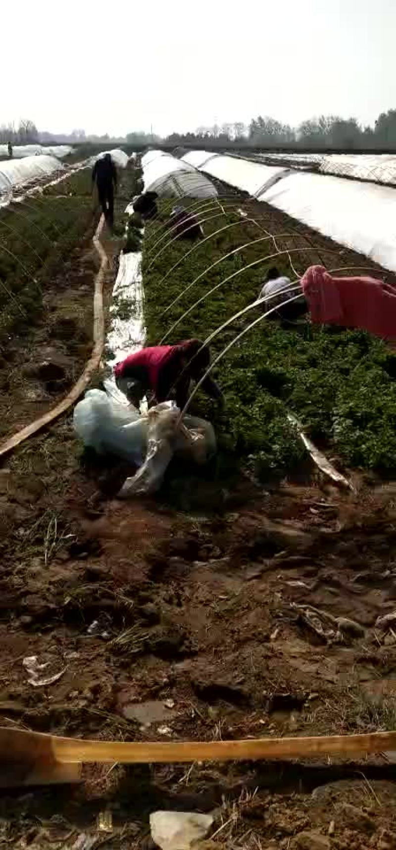 河南省禹州市。金土地红薯苗脱毒基地。红薯苗。优质货源一手