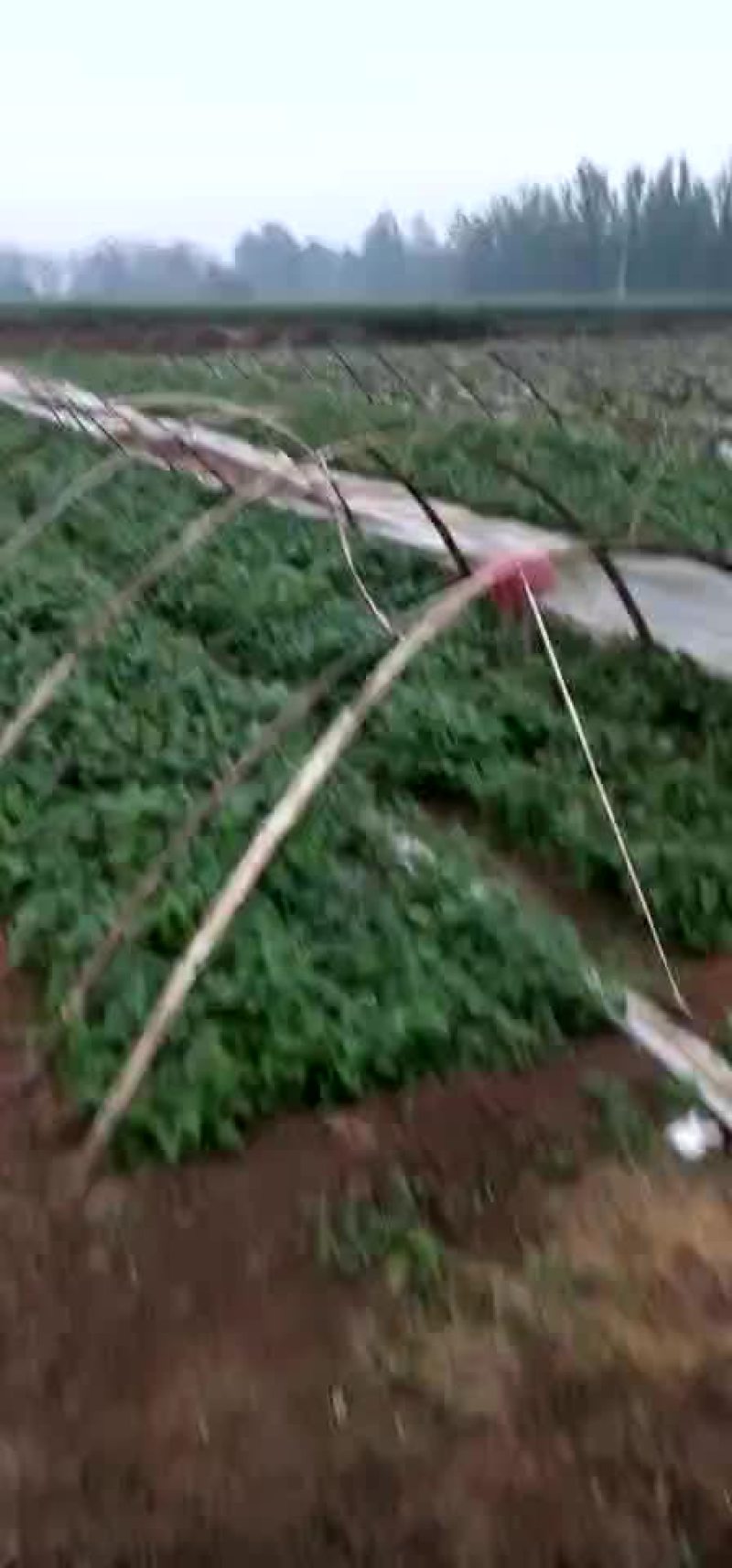 河南省禹州市。金土地红薯苗脱毒基地。红薯苗。优质货源一手
