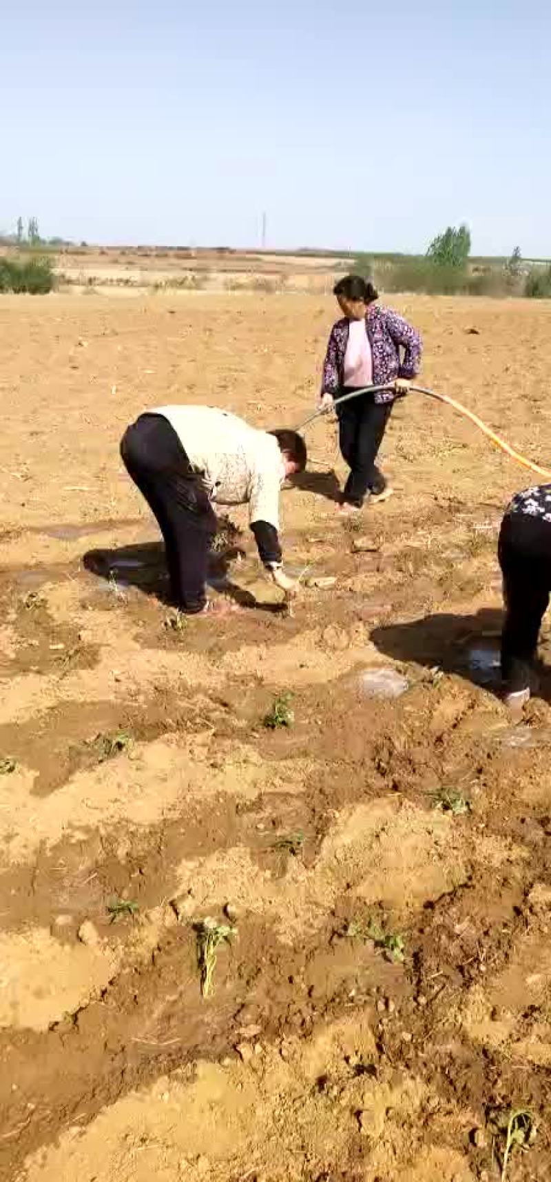 河南省禹州市。金土地红薯苗脱毒基地。红薯苗。优质货源一手