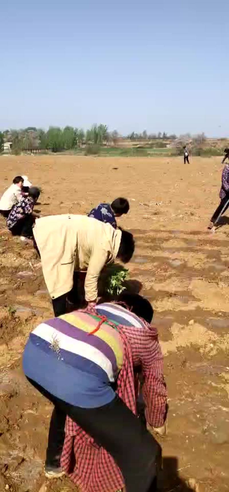 河南省禹州市。金土地红薯苗脱毒基地。红薯苗。优质货源一手