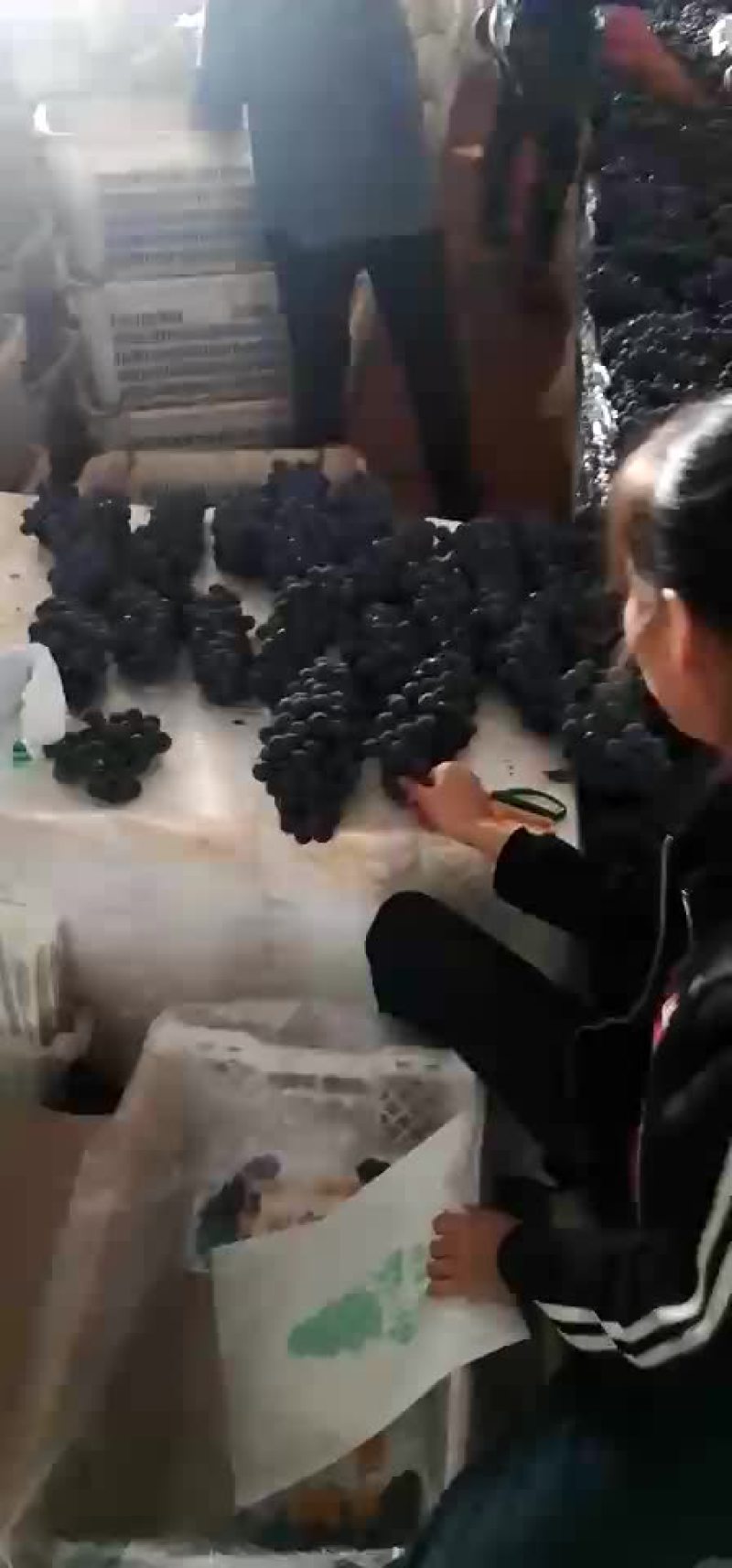 阳光玫瑰，夏黑