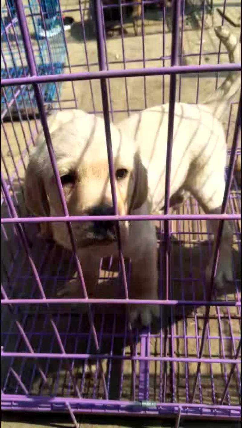 常年出售马犬，血统纯正，品质好，全国包邮